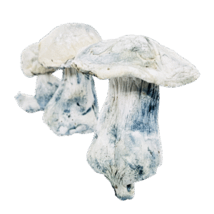 Snow Caps | Albino Penis Envy | A.P.E