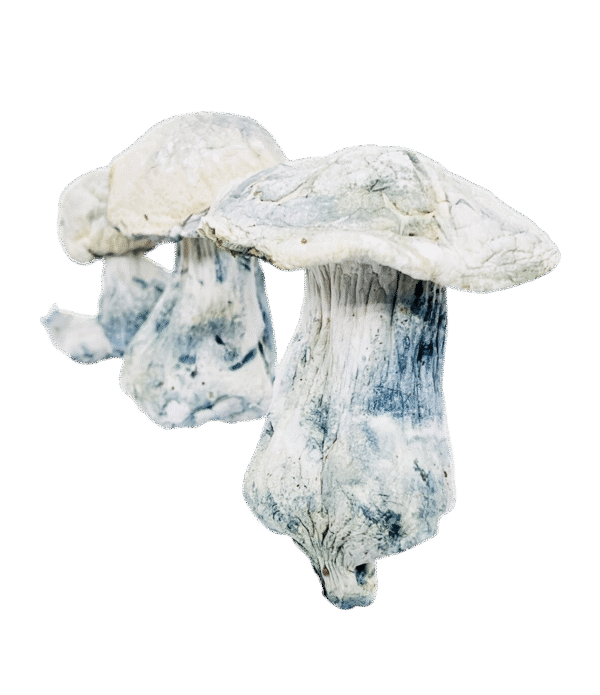 Snow Caps | Albino Penis Envy | A.P.E