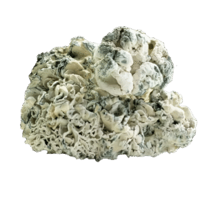 Snow Caps | Enigma | Dried Shrooms